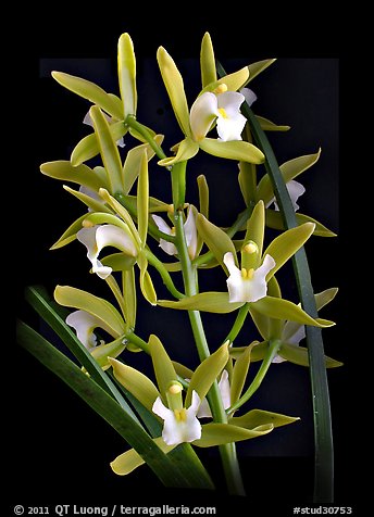 Cymbidium Alice William. A hybrid orchid (color)