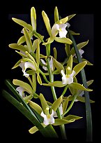 Cymbidium Alice William. A hybrid orchid (color)