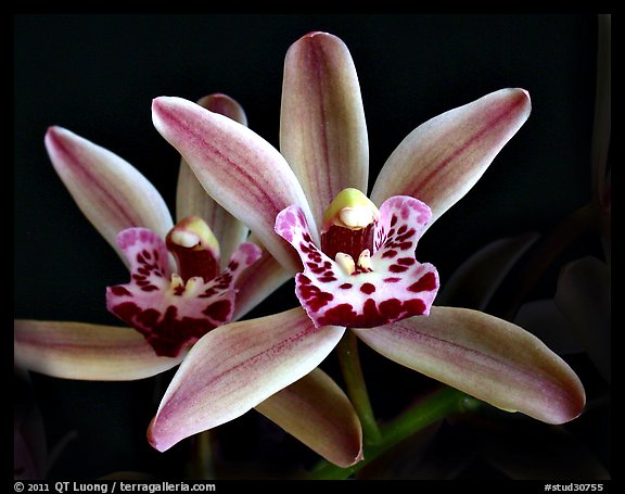 Cymbidium Amapola 'Victoria'. A hybrid orchid (color)