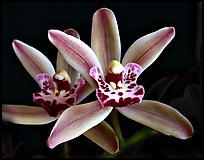 Cymbidium Amapola 'Victoria'. A hybrid orchid