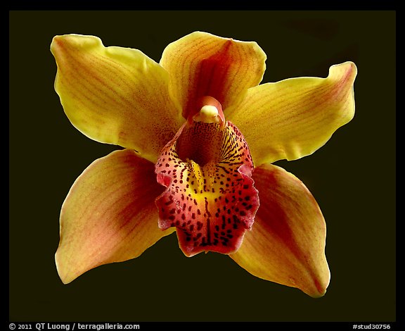 Cymbidium Astronaut 'Rajah' Flower. A hybrid orchid (color)