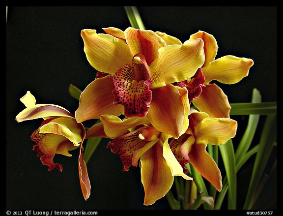 Cymbidium Astronaut 'Rajah'. A hybrid orchid (color)