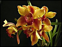 Cymbidium Astronaut 'Rajah'. A hybrid orchid ( color)