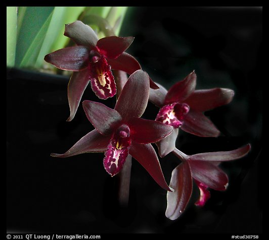 Cymbidium Australian Midnight. A hybrid orchid (color)