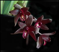 Cymbidium Australian Midnight. A hybrid orchid (color)