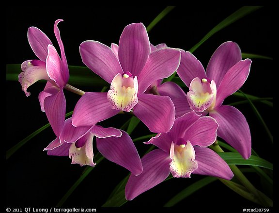 Cymbidium Baltic Sweetheart 'Sarah'. A hybrid orchid (color)