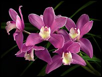 Cymbidium Baltic Sweetheart 'Sarah'. A hybrid orchid (color)