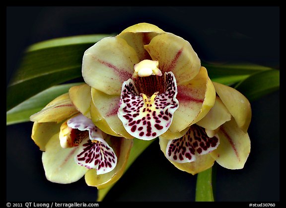 Cymbidium Be-Bop Delux 'Teeny Booper' Flower. A hybrid orchid (color)