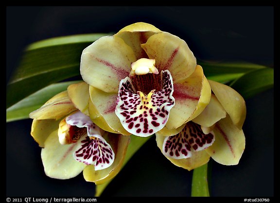 Cymbidium Be-Bop Delux 'Teeny Booper' Flower. A hybrid orchid