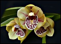 Cymbidium Be-Bop Delux 'Teeny Booper' Flower. A hybrid orchid