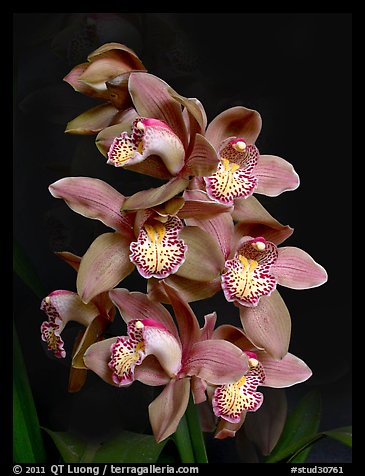 Cymbidium Big Deal 'Debbie'. A hybrid orchid (color)