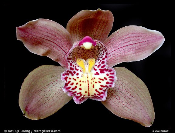 Cymbidium Big Deal 'Debbie' Flower. A hybrid orchid (color)