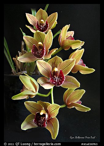 Cymbidium Bulbarrow 'Friar Tuck'. A hybrid orchid (color)