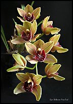 Cymbidium Bulbarrow 'Friar Tuck'. A hybrid orchid