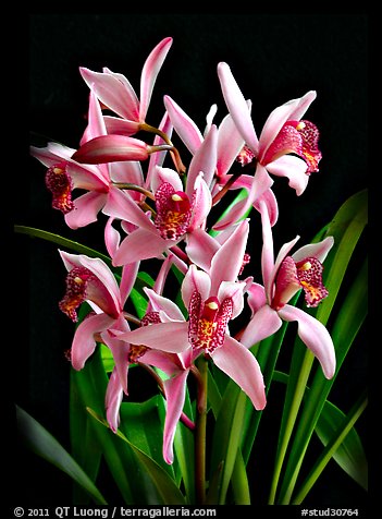 Cymbidium Cherry Blossom 'Profusion'. A hybrid orchid