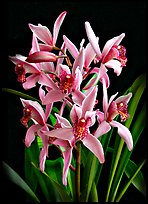 Cymbidium Cherry Blossom 'Profusion'. A hybrid orchid ( color)