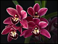 Cymbidium Cherry Cola 'Geyserland'. A hybrid orchid