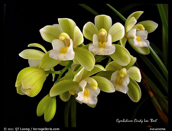 Cymbidium Cindy Lou 'Bert'. A hybrid orchid (color)