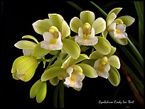 Cymbidium Cindy Lou 'Bert'. A hybrid orchid