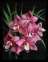 Cymbidium Claude Pepper 'Purple Splendor'. A hybrid orchid ( color)