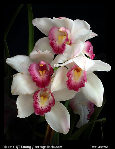 Cymbidium Cleo Sherman 'Danielle'. A hybrid orchid