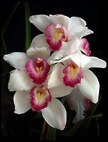 Cymbidium Cleo Sherman 'Danielle'. A hybrid orchid ( color)