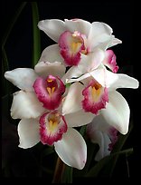 Cymbidium Cleo Sherman 'Danielle'. A hybrid orchid (color)