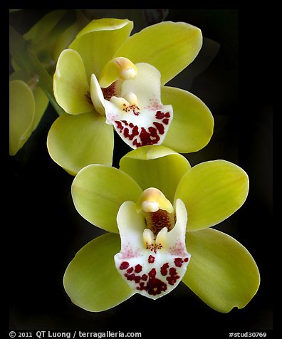 Cymbidium Dame Catherine 'Spring Day' Flower. A hybrid orchid (color)