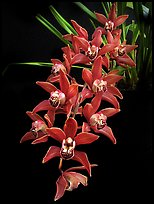 Cymbidium Devon Fire. A hybrid orchid ( color)