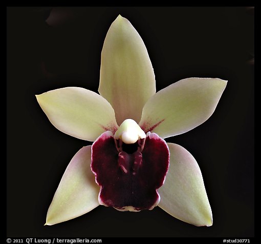 Cymbidium Devon Gala 'New Horizon' Flower. A hybrid orchid (color)