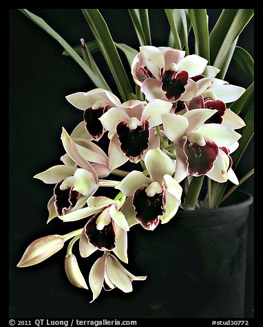 Cymbidium Devon Gala 'New Horizon'. A hybrid orchid (color)