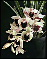 Cymbidium Devon Gala 'New Horizon'. A hybrid orchid