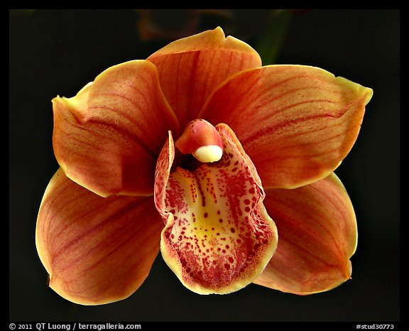 Cymbidium Devon Lord 'Viceroy'. A hybrid orchid (color)