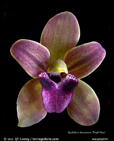 Cymbidium devonianum Flower.  A species orchid. A hybrid orchid (color)