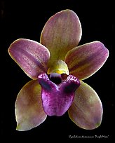 Cymbidium devonianum Flower.  A species orchid. A hybrid orchid (color)