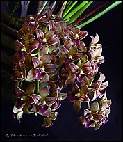 Cymbidium devonianum.  A species orchid. A hybrid orchid