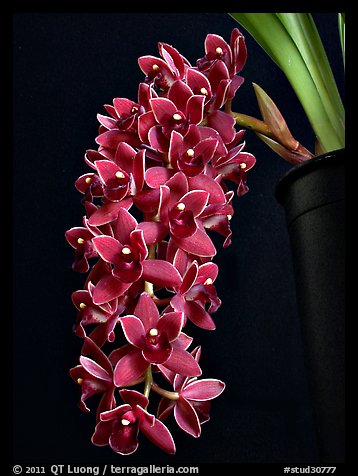 Cymbidium Dorothy Stockstill 'Forgotten Fruit'. A hybrid orchid (color)