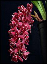 Cymbidium Dorothy Stockstill 'Forgotten Fruit'. A hybrid orchid ( color)