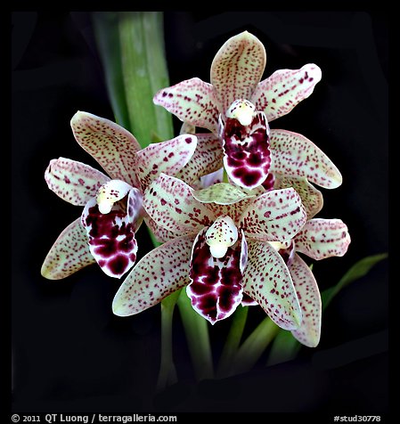 Cymbidium Dry Devon 'Meadow'. A hybrid orchid