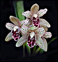 Cymbidium Dry Devon 'Meadow'. A hybrid orchid ( color)