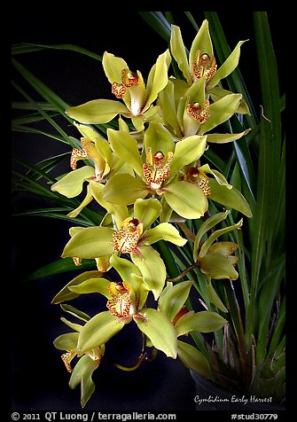 Cymbidium Early Harvest. A hybrid orchid