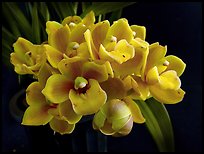 Cymbidium Cymbidium Eatern Wind. A hybrid orchid