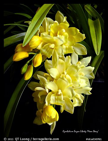 Cymbidium Enzan Liberty 'Moon Story'. A hybrid orchid