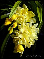 Cymbidium Enzan Liberty 'Moon Story'. A hybrid orchid ( color)