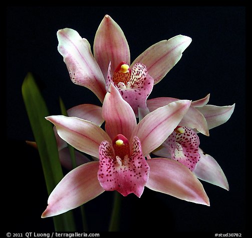Cymbidium Florida Flamingo. A hybrid orchid (color)
