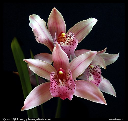 Cymbidium Florida Flamingo. A hybrid orchid