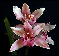 Cymbidium Florida Flamingo. A hybrid orchid ( color)