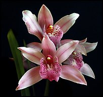 Cymbidium Florida Flamingo. A hybrid orchid (color)