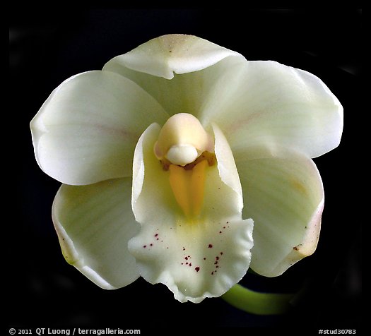 Cymbidium Gladys Whitesell. A hybrid orchid (color)