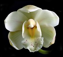 Cymbidium Gladys Whitesell. A hybrid orchid